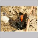 Anoplius infuscatus - Weswespe w008g 10mm - OS-Hasbergen-Lehmhuegel-det.jpg